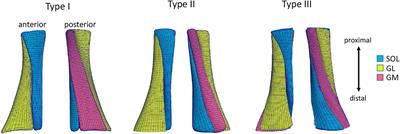 Subject-Specific 3D Models to Investigate the Influence of Rehabilitation Exercises and the Twisted Structure on Achilles Tendon Strains